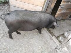 Домашняя свинина