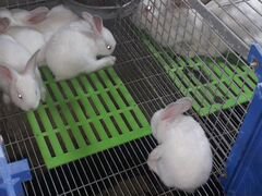 Кролики hycole и hyplus (Франция)