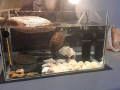 Две красноухие черепахи