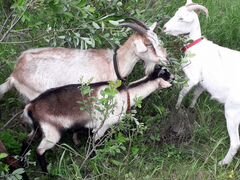 Продаются дойные козы и козлята