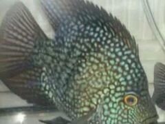 Рыба аквариумная,бриллиантовый попугай