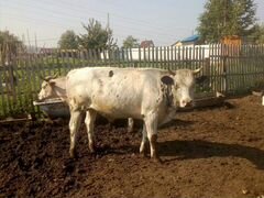 Корова и бык на мясо