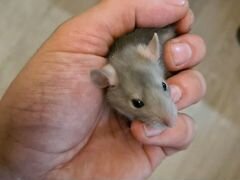 Крысы домашнии, ручные, Японские