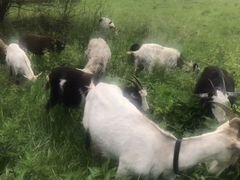 Продам или обменяю коз, овец