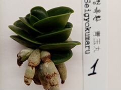 Орхидея неофинетия seigyokumaru