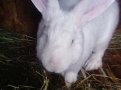 Кролики породы белый паннон