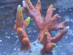 Морские кораллы