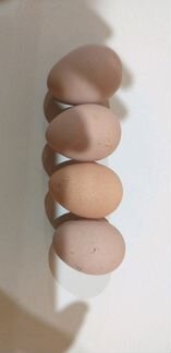 Яйца цецарки