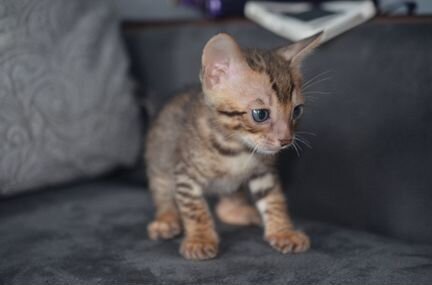 Продам бенгальского котёнка(мальчик)