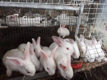 Кролики породы «хиплюс»