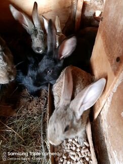 Кролики 1.5месяца