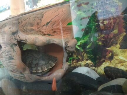 Черепаха красноухая и аквариум