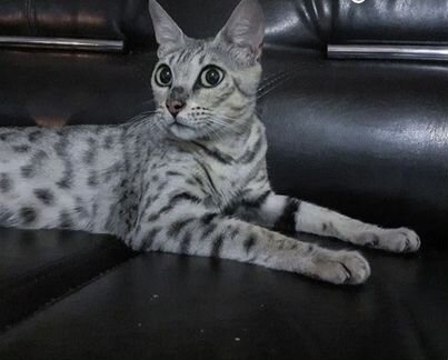 Бенгальская Кошка 1.5 года