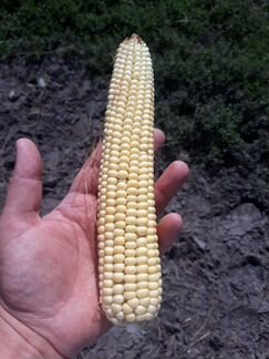 Кукуруза с поле