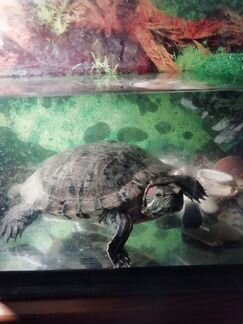 Красноухая Черепаха и аквариум