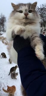 Кошка в добрые руки