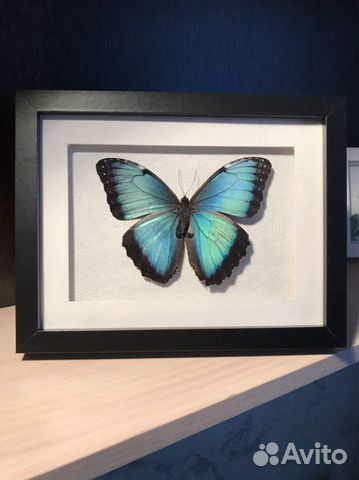Бабочки в рамке