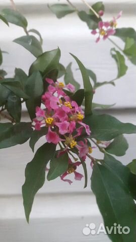 Экзотические растения Подробно в тексте объявления