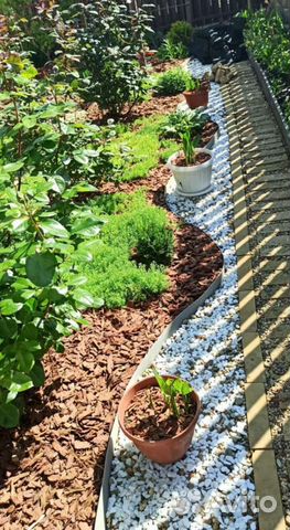 Кора сосны,мульча