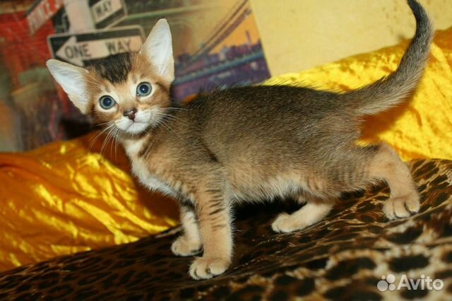 Абиссинский кот + бенгалка, ориенталка