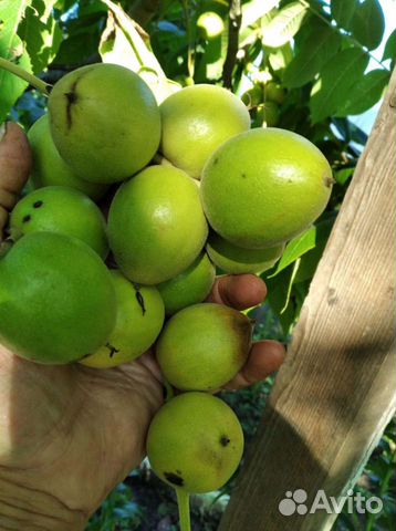 Саженцы Грецкого ореха