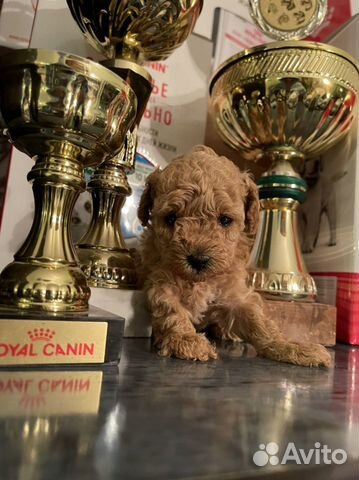 Щенки той пуделя