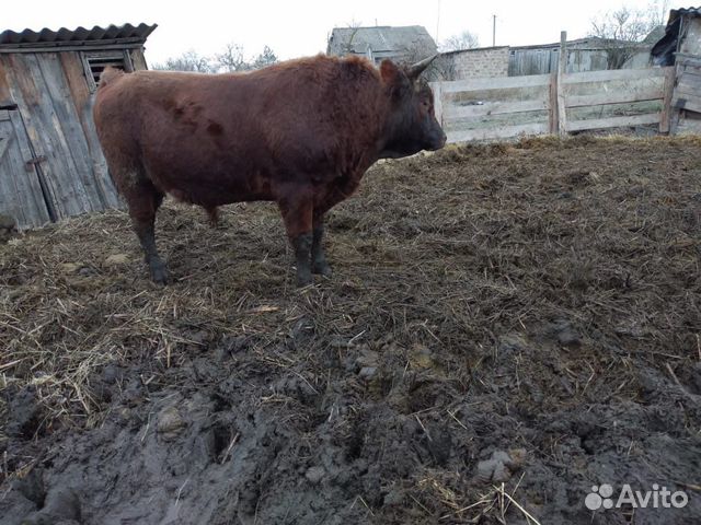 Купить Крс В Витебской Области