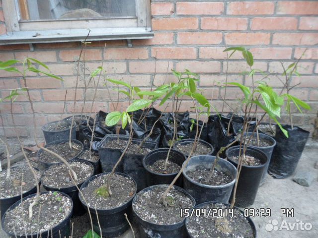 Саженцы банана небраски (азимина), витекс, гинкго