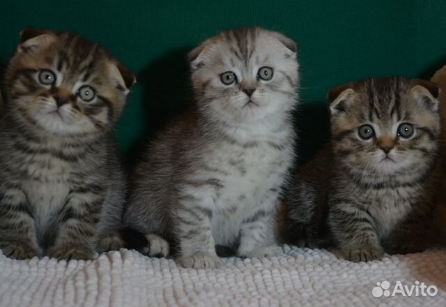 Тигровый вислоухий котенок