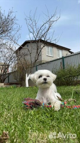 Кобель мальтезе для вязки