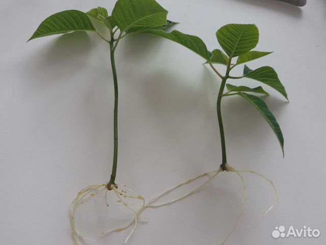 Пуансеттия и традесканция