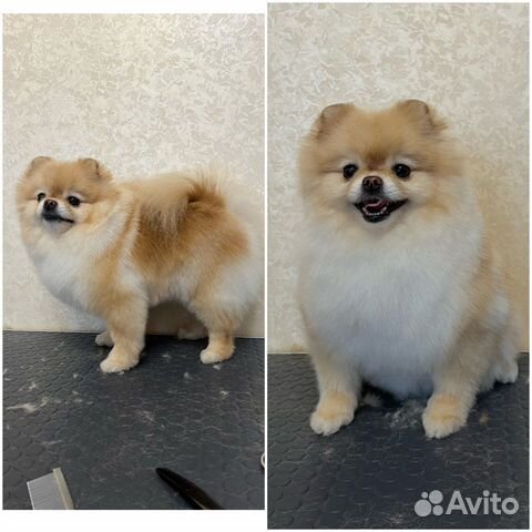 Стрижка собак грумер