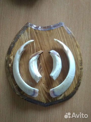 Клыки кабана