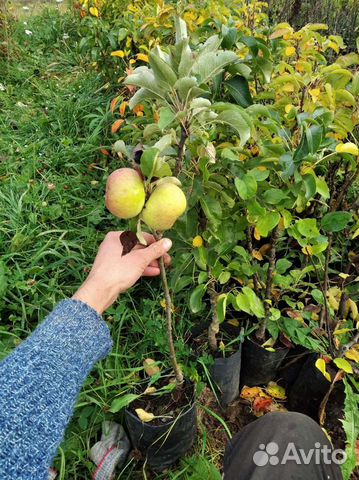 Саженцы,Кусты смородины чёрной,красной