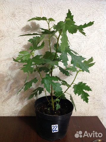 Инжир Карлик с красивыми узорными листьями и много