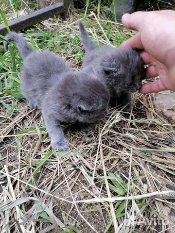 Котята на половину британские