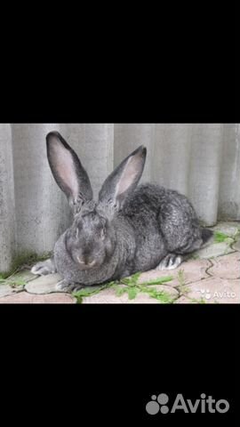 Кролик Фландер