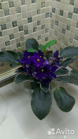 Сортовая фиалка Южная ночь