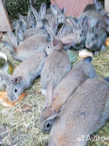 Кролики, можно мясом купить на Зозу.ру - фотография № 2