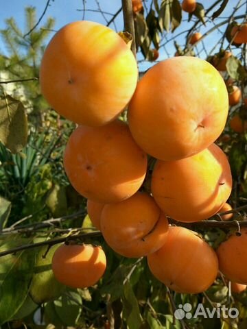 Хурма зимостойкая