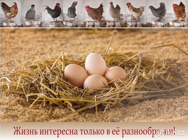 Яйцо инкубационное купить на Зозу.ру - фотография № 7