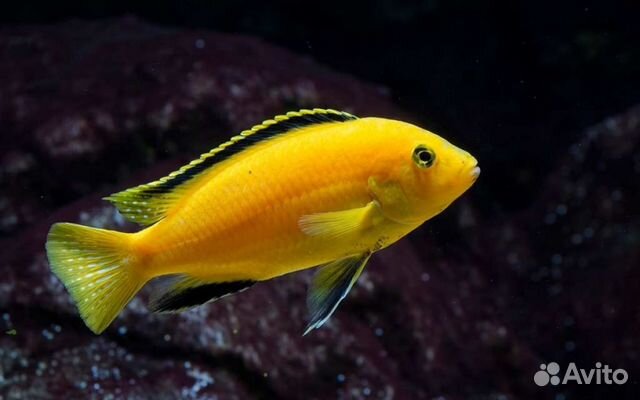 Рыбка Лабидохромис еллоу (желтый)