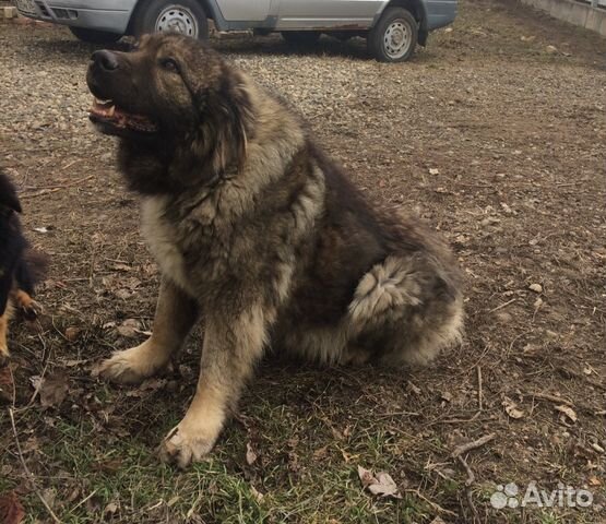 Авито овчарка ставропольский край