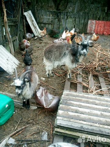 Продам козла,коз,козлят купить на Зозу.ру - фотография № 1
