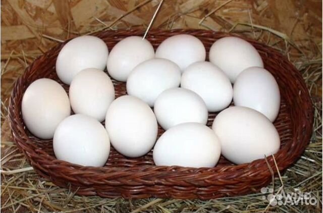 Инкубационное яйцо леггорн белый купить на Зозу.ру - фотография № 1