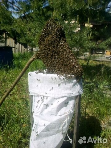Пчелосемьи (меняю) купить на Зозу.ру - фотография № 4