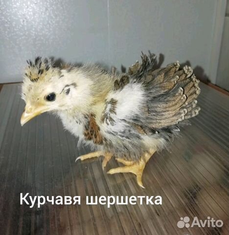 Цыплят"Курчавая", "Шёлковая" купить на Зозу.ру - фотография № 1
