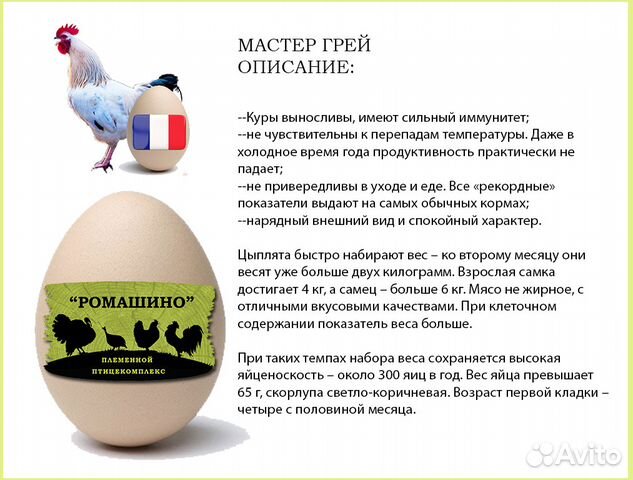 Инкубационное Яйцо Бройлеров (Кобб500 и др.) купить на Зозу.ру - фотография № 4
