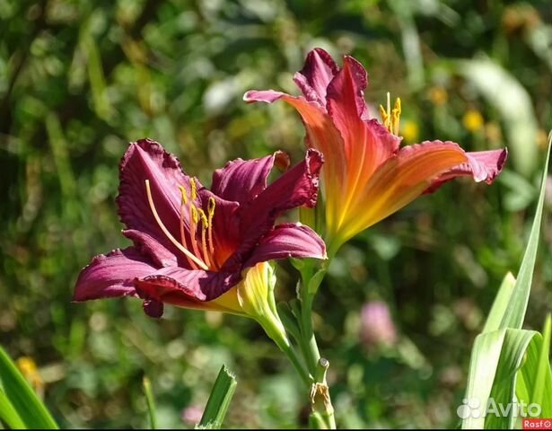 Лилейник- идеальный многолетний цветок