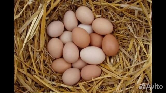 Домашние куриные яйца купить на Зозу.ру - фотография № 2